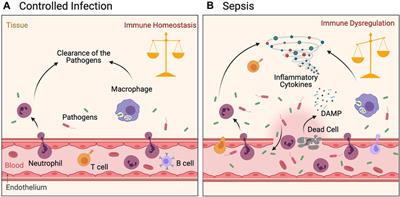 Immune Intervention in Sepsis